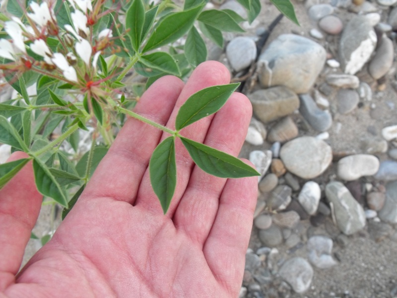 Polanisia trachysperma / Polanisia